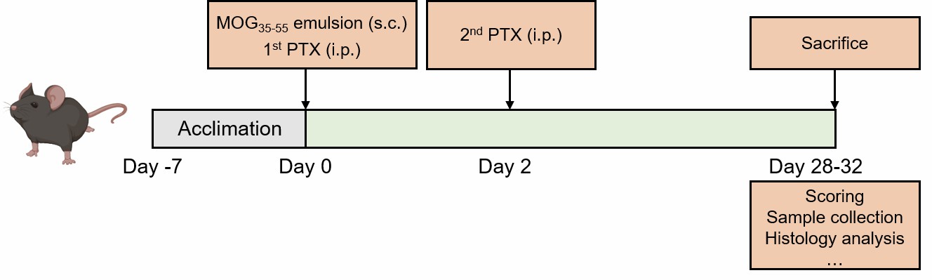 MOG-induced EAE modeling method schematic.